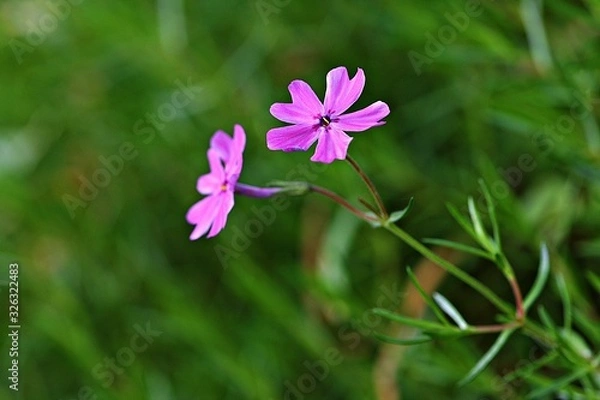 Fototapeta 인천대공원입니다