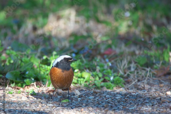 Obraz ジョウビタキ