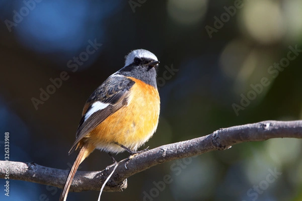 Obraz ジョウビタキ