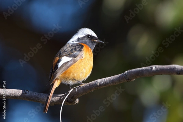 Fototapeta ジョウビタキ