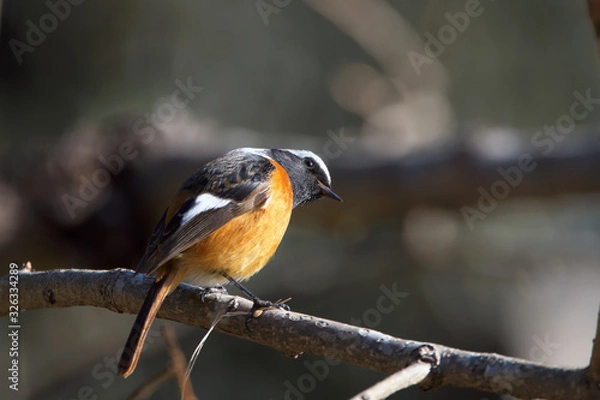 Obraz ジョウビタキ