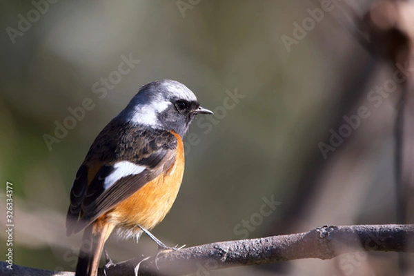 Obraz ジョウビタキ