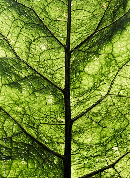 Obraz Close-up green fresh leaf background texture