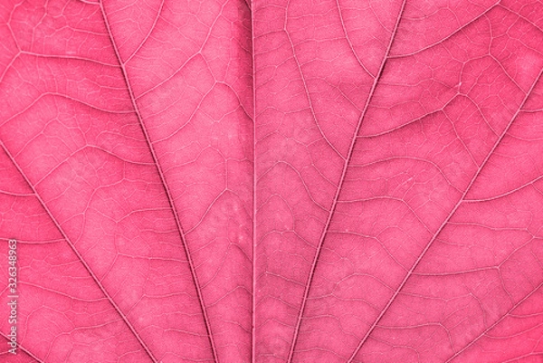 Fototapeta Colored Abstract autumn background. Beautiful leaves texture.Detail of leaf textured.