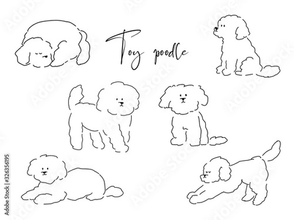 Obraz Pudel Toy rysowany piórem