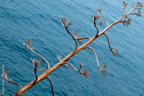 Obraz Dry tree against sea