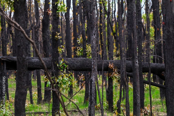 Obraz trees in forest - burnt