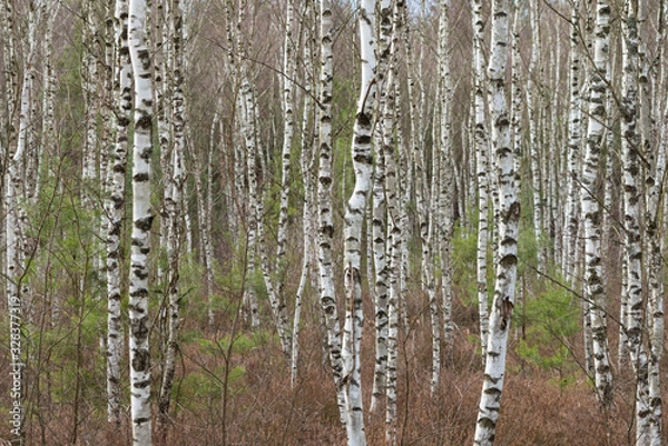 Obraz Brzozowy zagajnik.