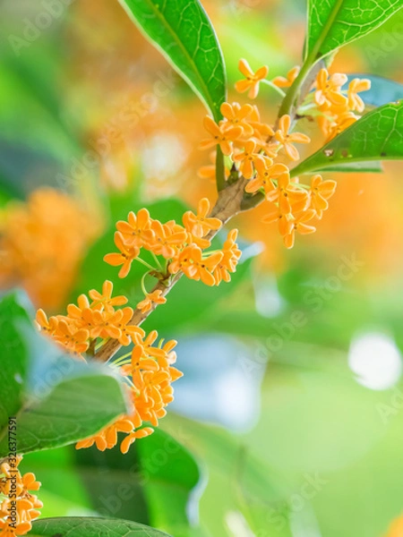 Obraz 金木犀 Fragrant olive 2