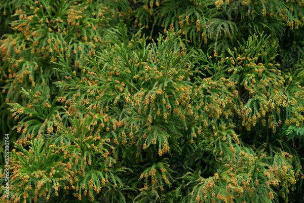 Fototapeta 杉・花粉