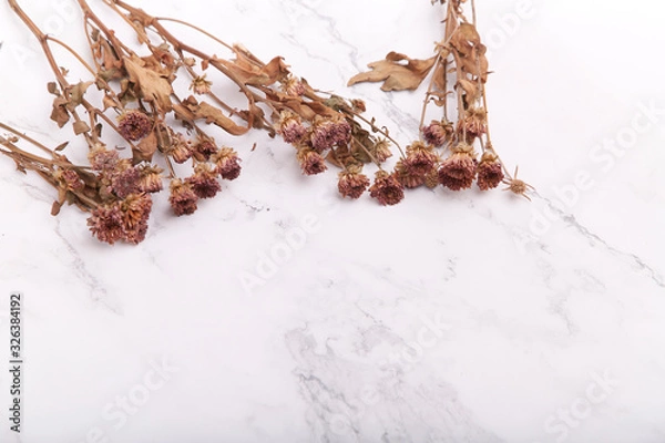 Obraz Dried flowers