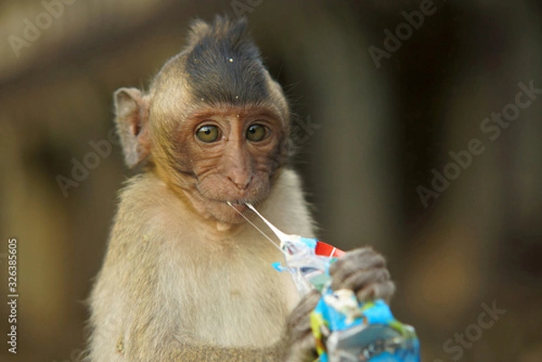 Fototapeta Closeup portrait of small monkey with big thoughtful eyes. Monkey chewing gum in plastic bag. Ecology garbage problem