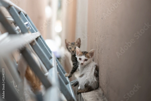 Obraz Dirty homeless kitten