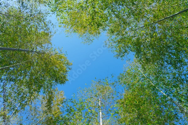 Obraz 見上げる空