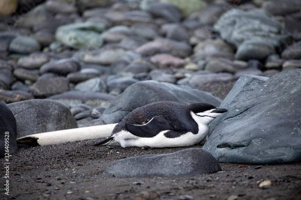 Obraz Chinstrap penguin is sleeping