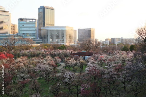 Fototapeta 大阪城公園　大阪　日本