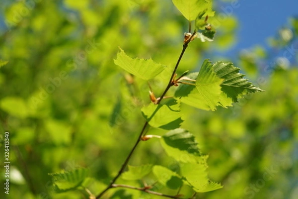 Fototapeta Leaves of birch in spring forest.