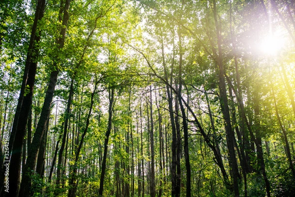 Fototapeta Green trees background. Sun rays through the trees.