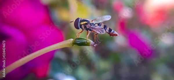 Obraz mimicking the hornet to survive 