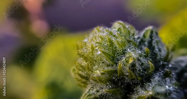 Obraz dew drop on the blooming flowers