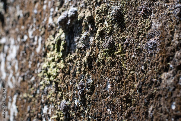 Fototapeta Lichen on a concrete wall