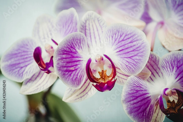 Fototapeta kwiaty orchidei symbol czystości i czułości