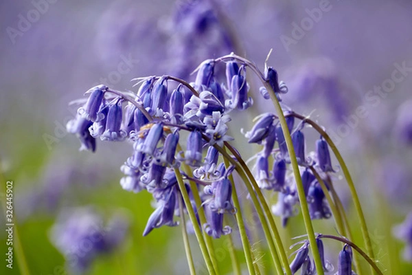 Obraz Common Bluebells