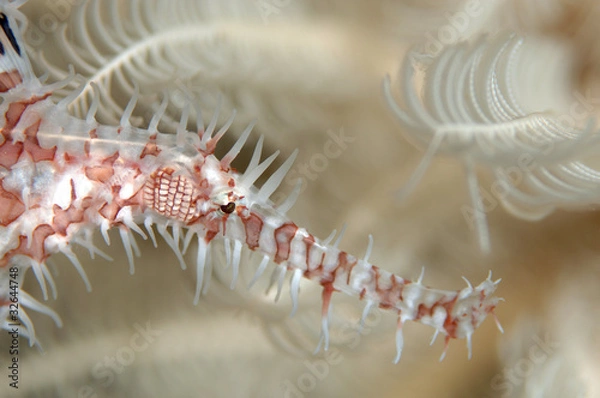 Obraz Geisterpfeiffenfisch