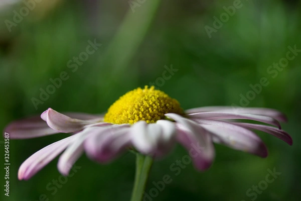 Obraz Margeritenblume Aquarell