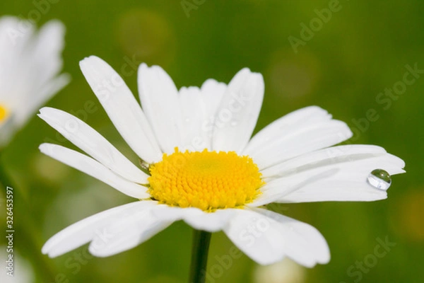 Obraz Margeritenblume mit Wassertropfen