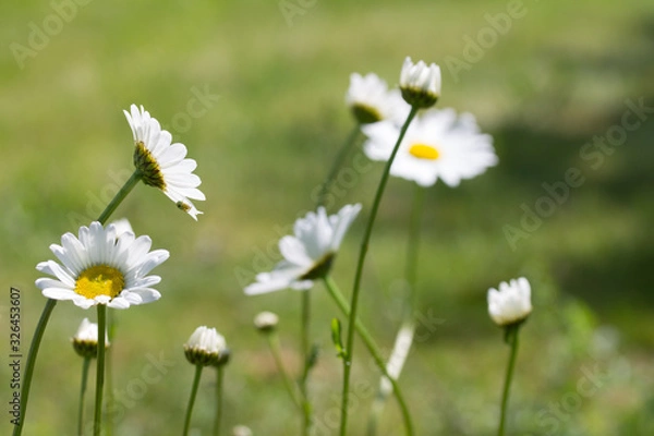 Fototapeta Margeritenblumen