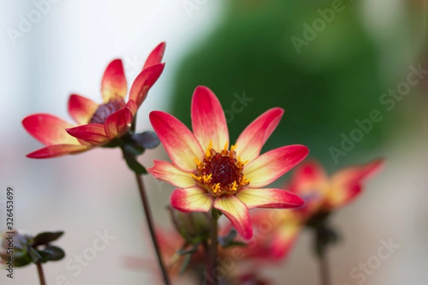 Obraz Margeritenblumen