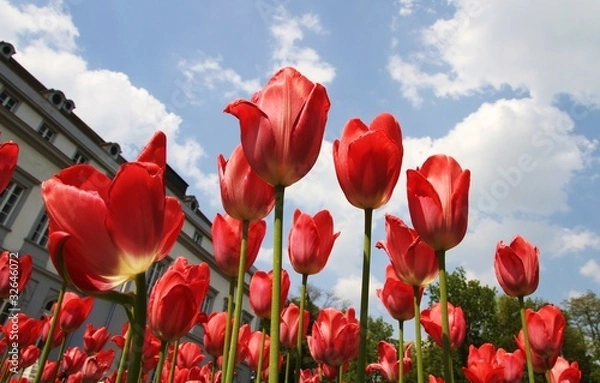 Obraz Tulpen