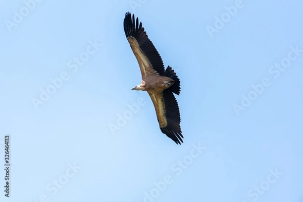 Obraz Large Bird Griffon Vulture