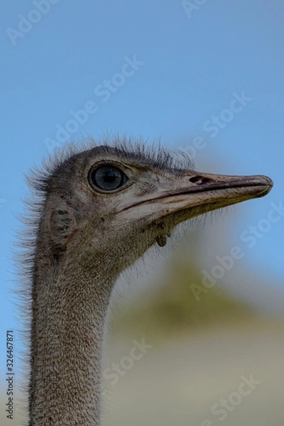 Obraz Ostrich