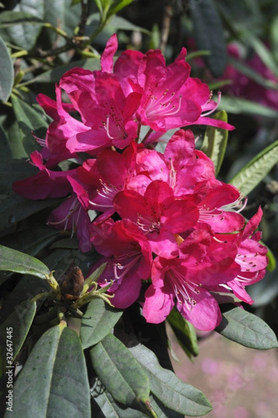 Obraz Beautiful red flowers