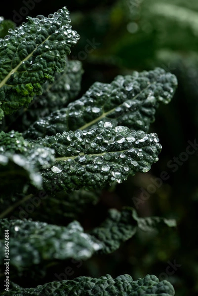 Obraz morning dew drops collected on dark green kale leaves in an organic garden, fresh dino kale after rain, macro water droplets on leaf
