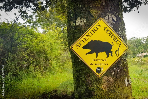 Obraz Warning boars in Corsica