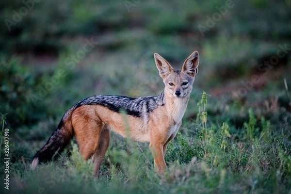 Obraz Black-backed Jackal