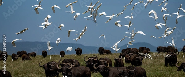 Obraz cattle egret in flight