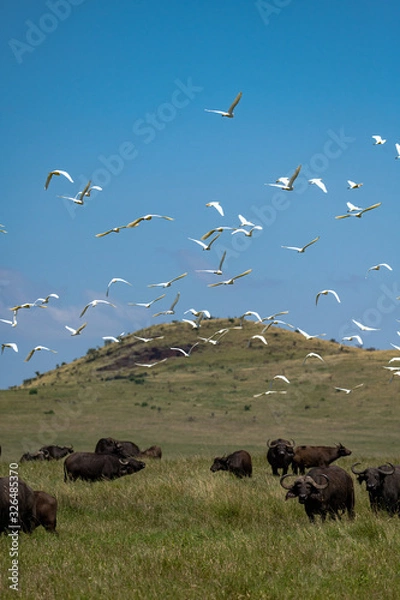 Obraz cattle egret in flight