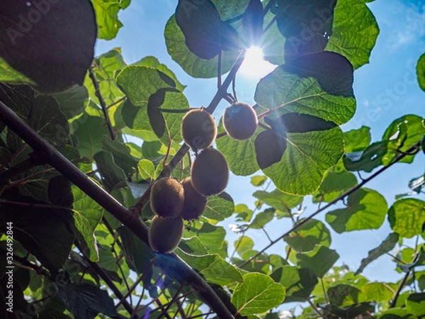 Obraz kiwi fruits close up at summer