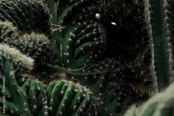 Obraz Cactuses with Spider Web in Between