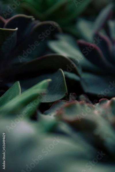 Obraz Succulents Close up