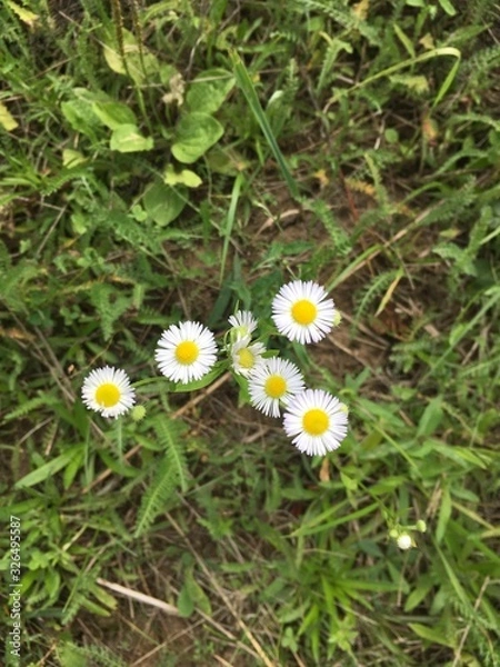 Obraz daisies in grass