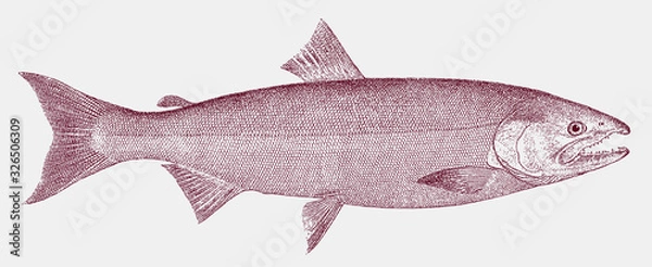Fototapeta Chinook salmon oncorhynchus tshawytscha, marine fish from the North Pacific Ocean in side view