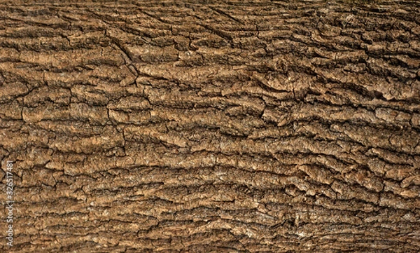 Fototapeta Embossed texture of the bark of oak. Panoramic photo of the oak texture.