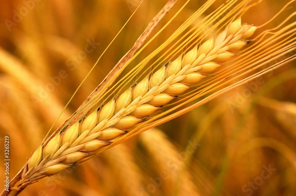 Obraz wheat