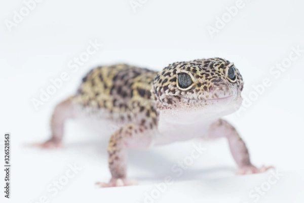 Obraz gecko on white background