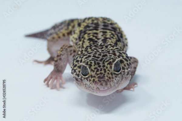 Obraz gecko on white background